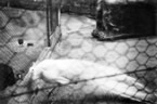 020-Sydney-Zoo.jpg