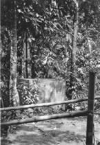 101-monkey-on-tank-at-back.jpg