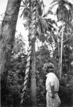 107-Tree-killed-by-twisted-vine.jpg