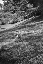 134-Monkeys-at-gardens.jpg
